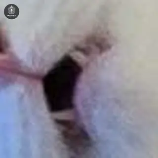 Bildet er beskrevet av tidligere melding.